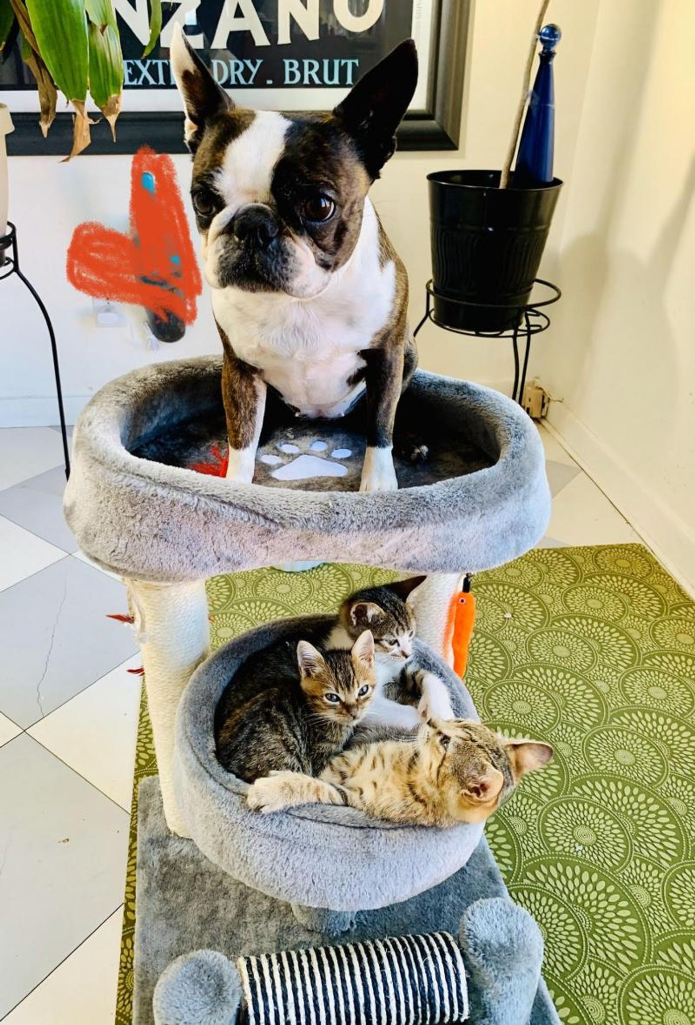 Interview: At Home With Leanne Borghesi Interview: At Home With Leanne Borghesi Image