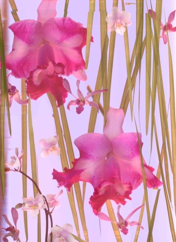 Photo Flash: Miami Design District Unveils Larger than Life Installation by Cristina Lei Rodriguez  Image