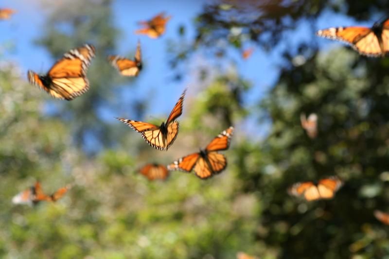 Interview: Christine Andreas and Bill Toone of the ECOLIFE Conservation VIRTUAL CRUISE GALA  Image