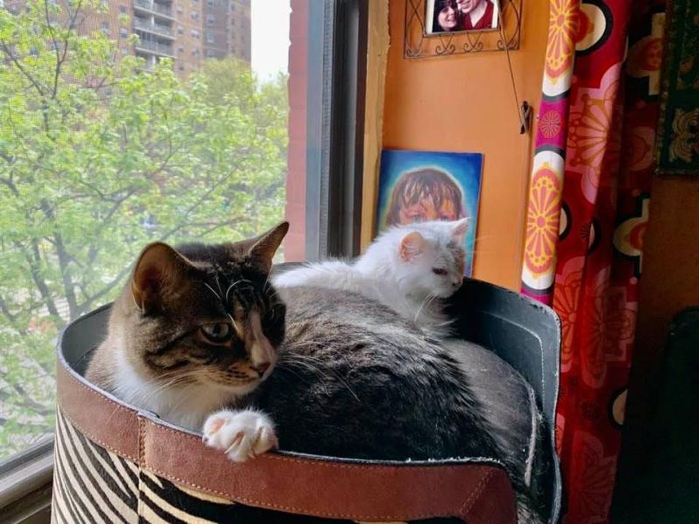 Interview: Jen Houston of Trump Lampooning Viral Song PATHOLOGICAL LIAR Interview: Jen Houston of Trump Lampooning Viral Song PATHOLOGICAL LIAR Image