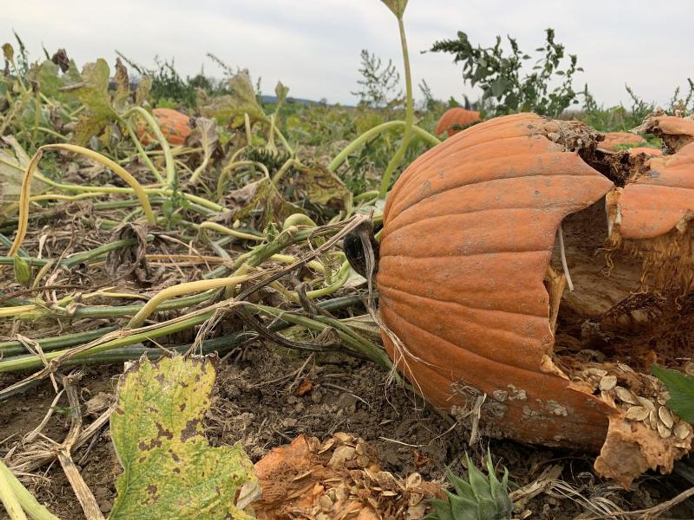 BWW Blog: Last-Minute Broadway Halloween Costumes  Image