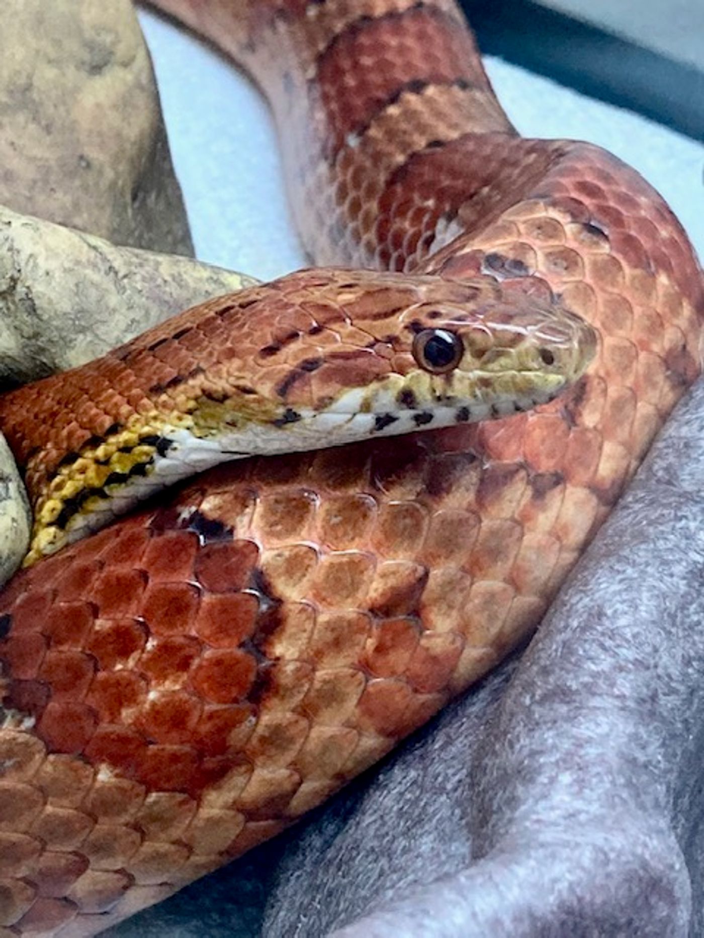 Feature: Cabaret Critters  Image