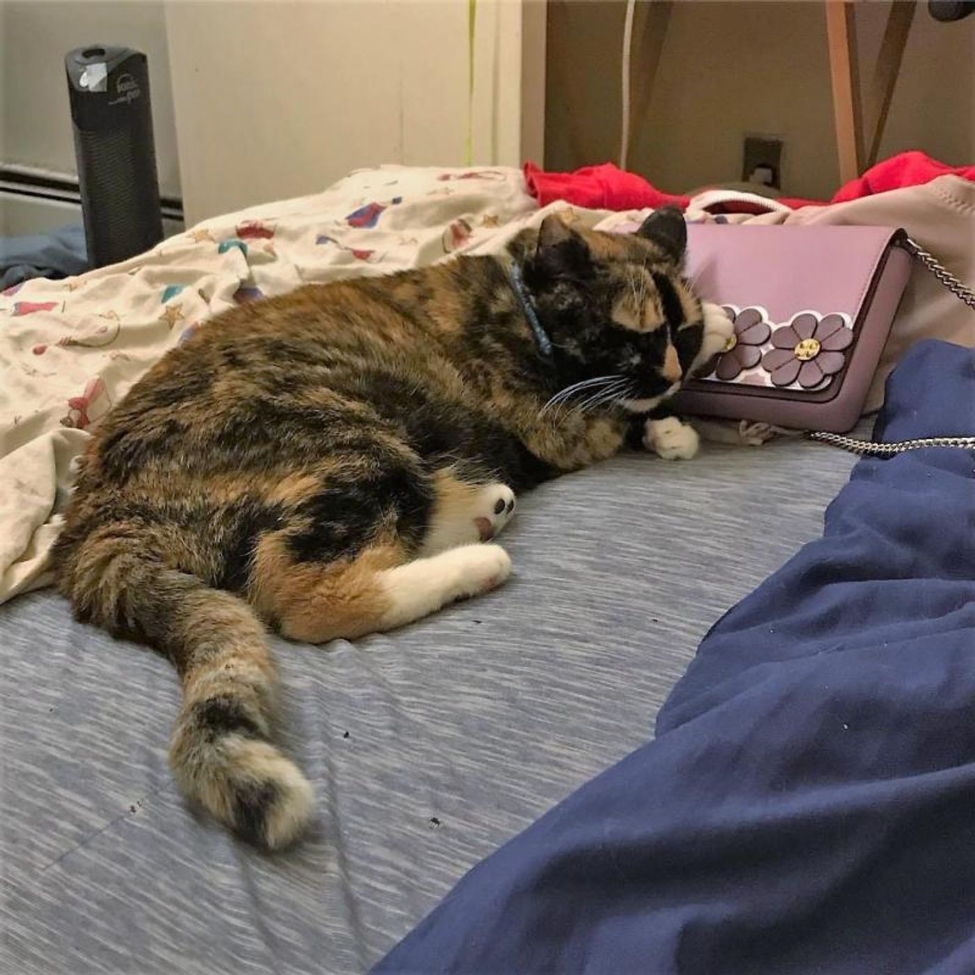 Feature: Cabaret Critters  Image