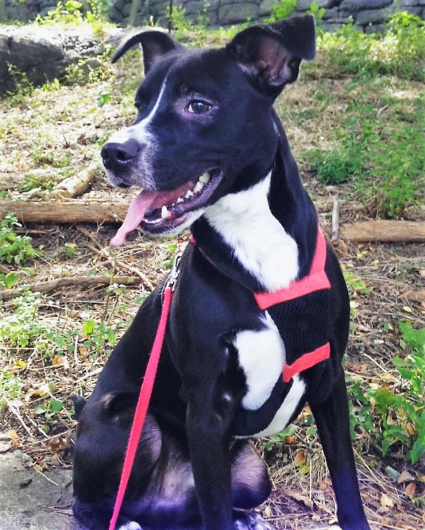 Feature: Cabaret Critters  Image