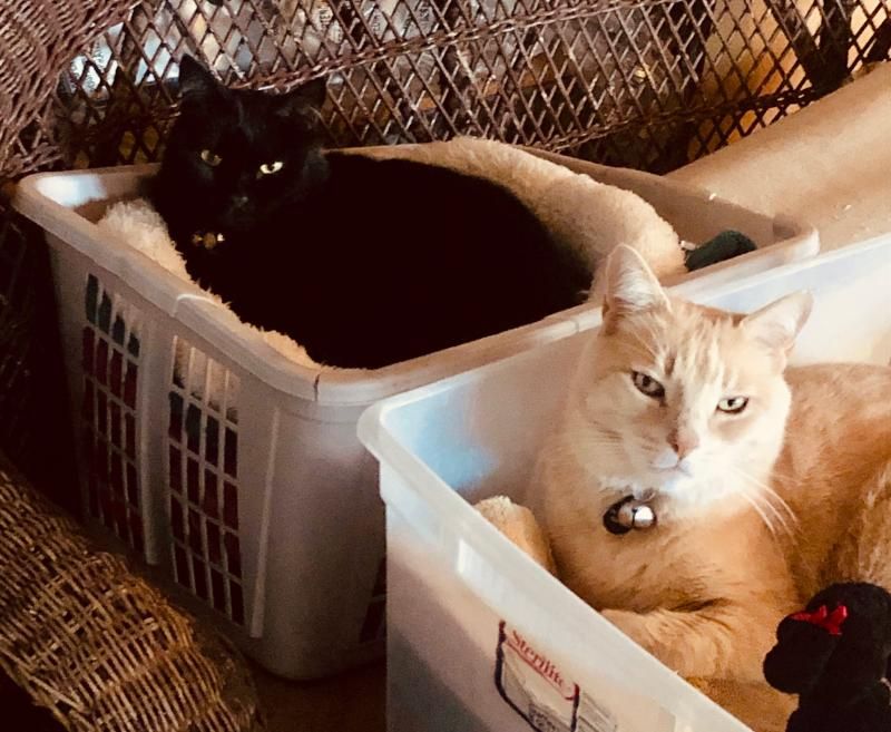 Feature: Cabaret Critters  Image