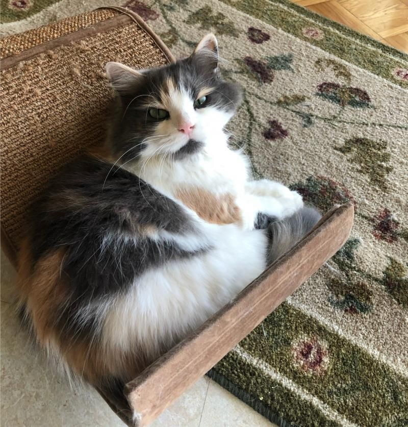 Feature: Cabaret Critters  Image