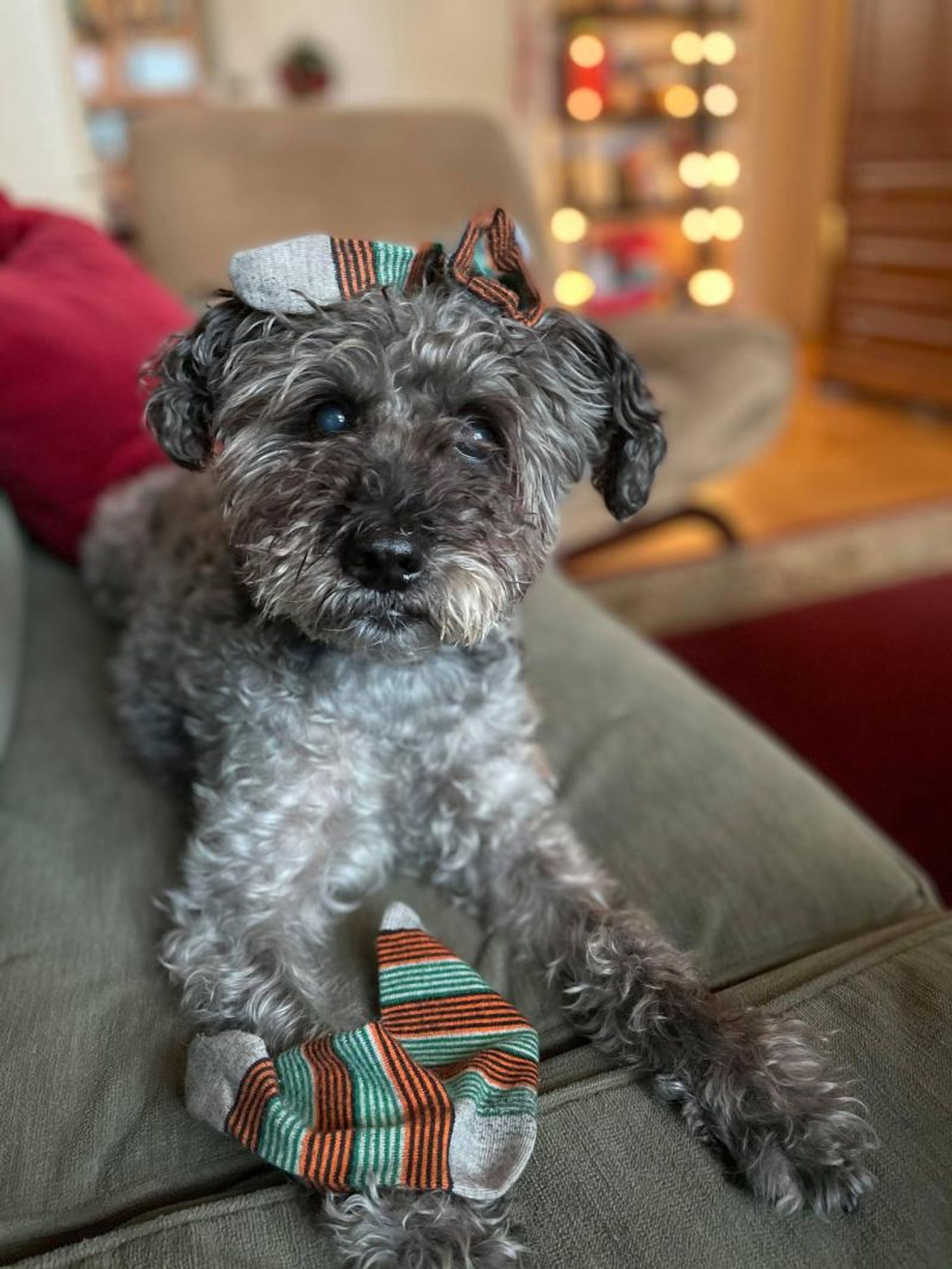 Feature: Cabaret Critters  Image