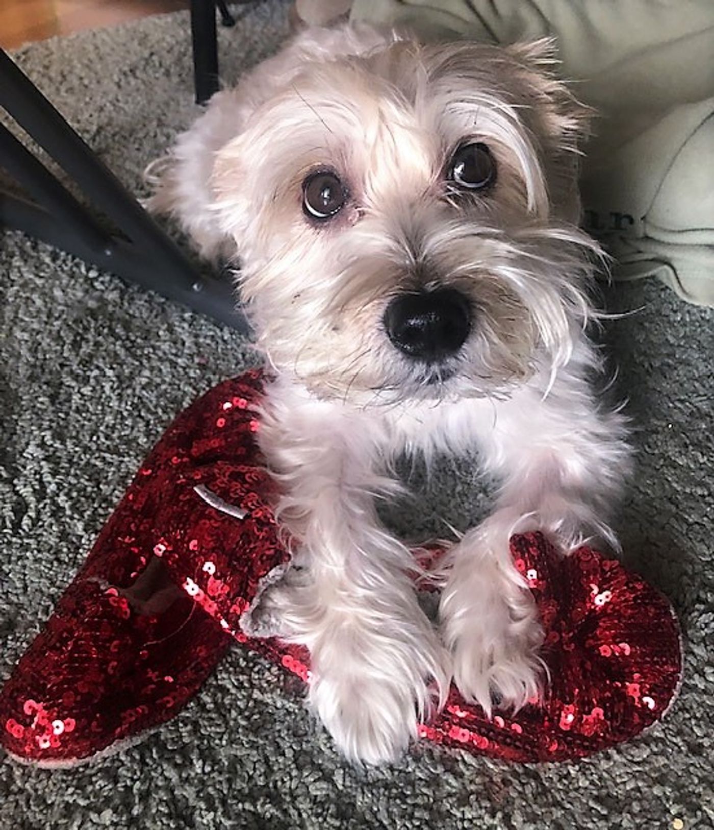 Feature: Cabaret Critters  Image