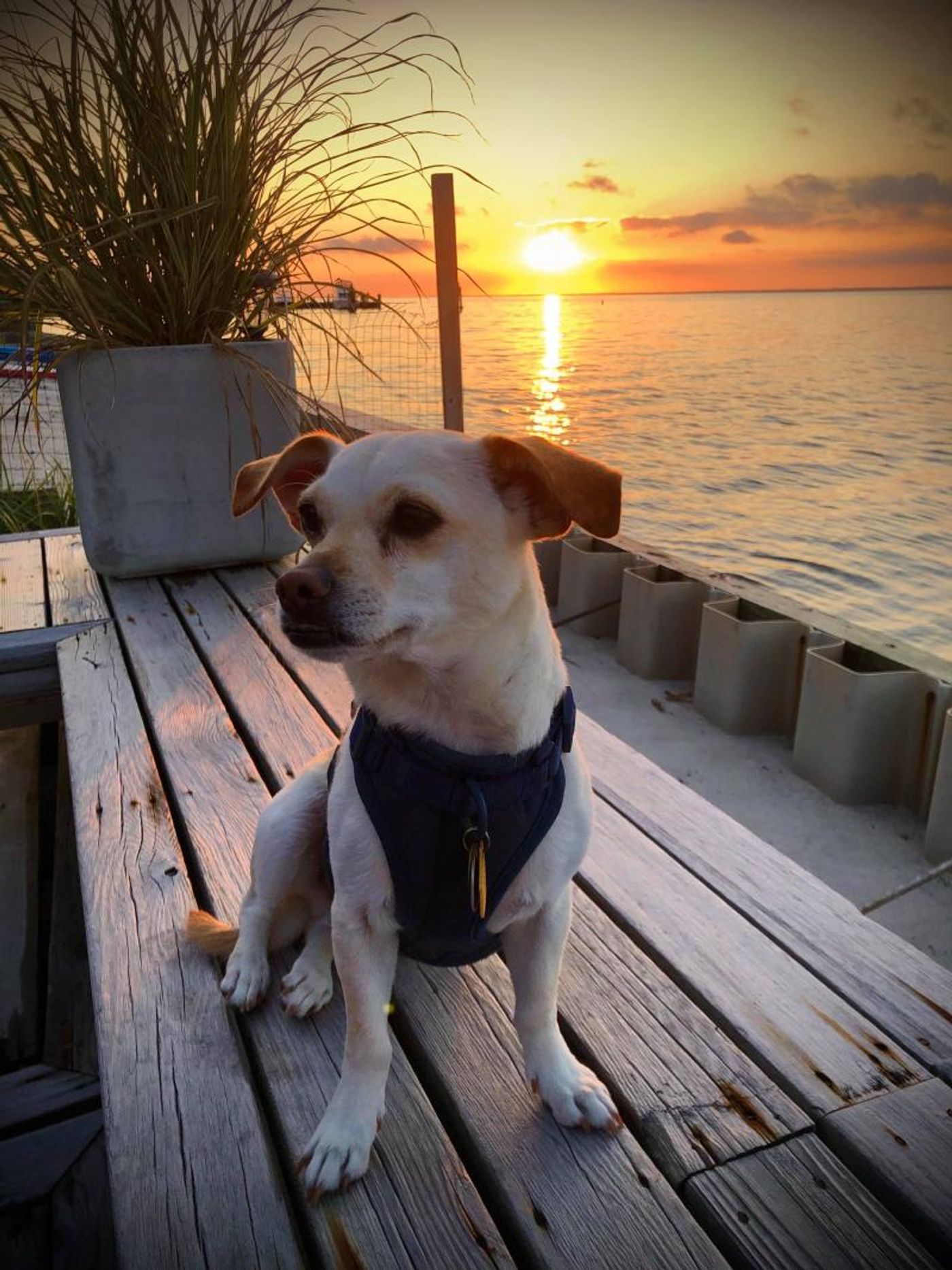 Feature: Cabaret Critters  Image