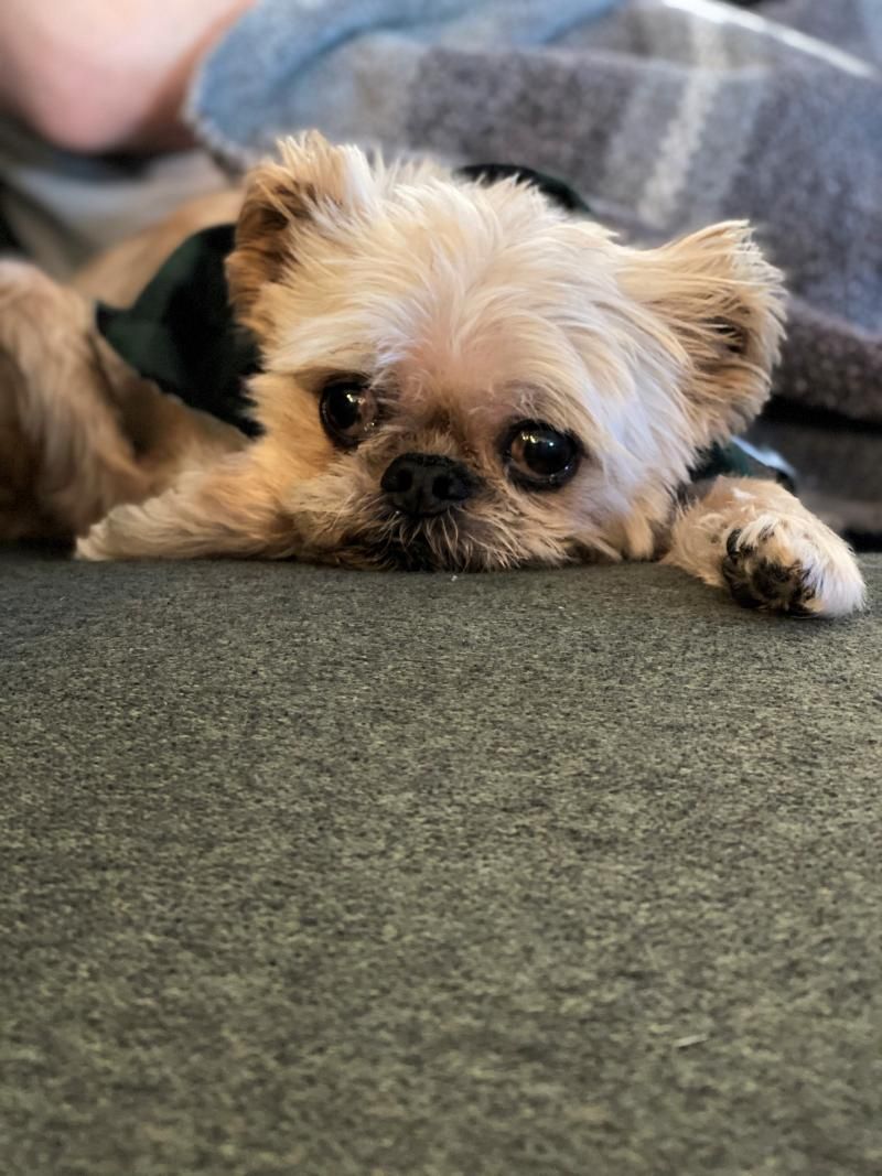 Feature: Cabaret Critters  Image