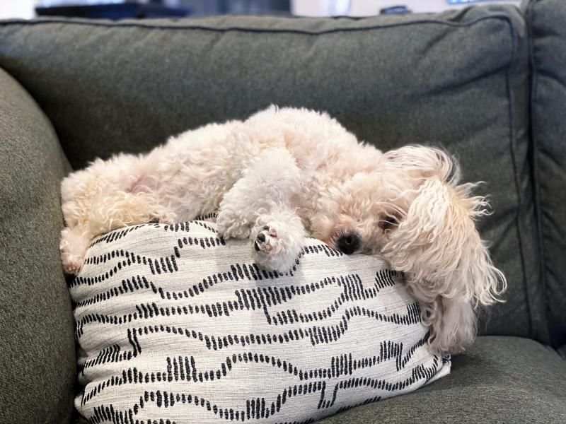 Feature: Cabaret Critters  Image