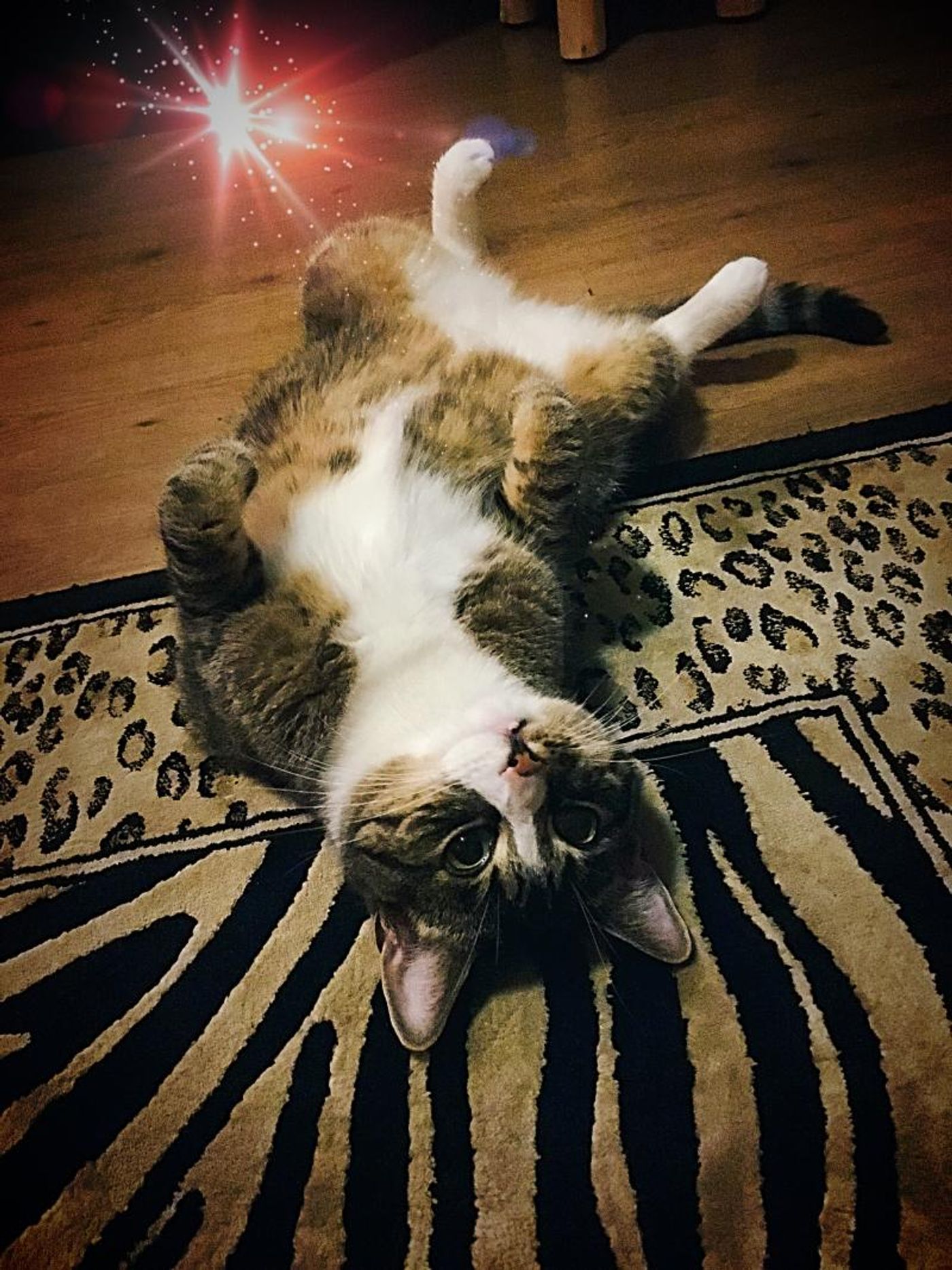 Feature: Cabaret Critters  Image