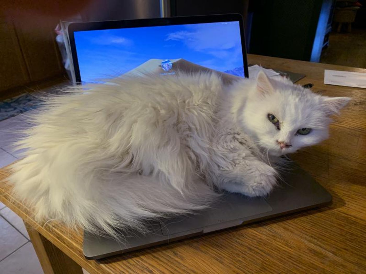 Feature: Cabaret Critters  Image