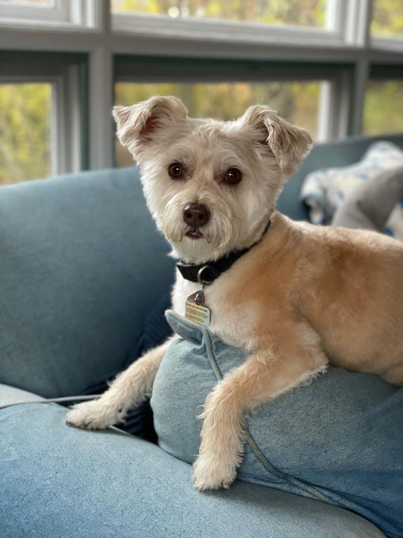 Feature: Cabaret Critters  Image