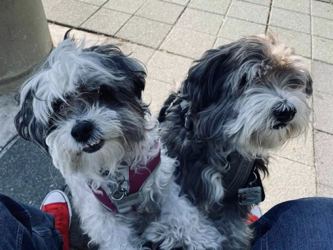 Feature: Cabaret Critters  Image