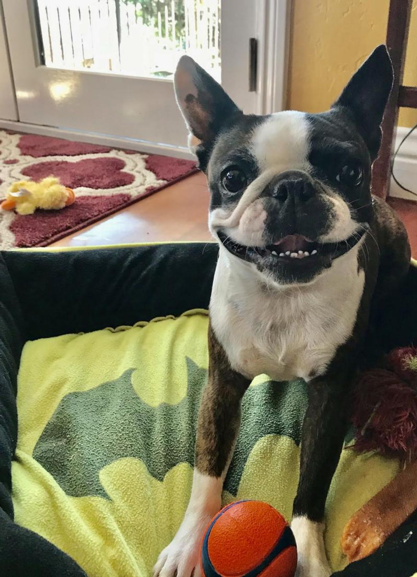 Feature: Cabaret Critters  Image