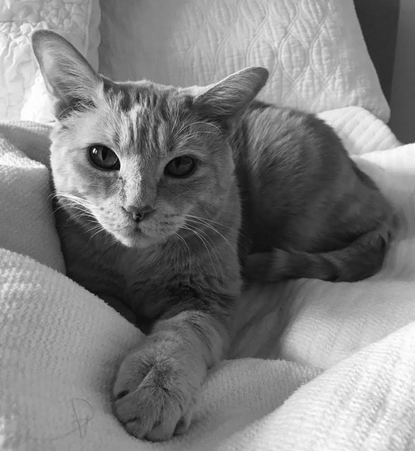 Feature: Cabaret Critters  Image