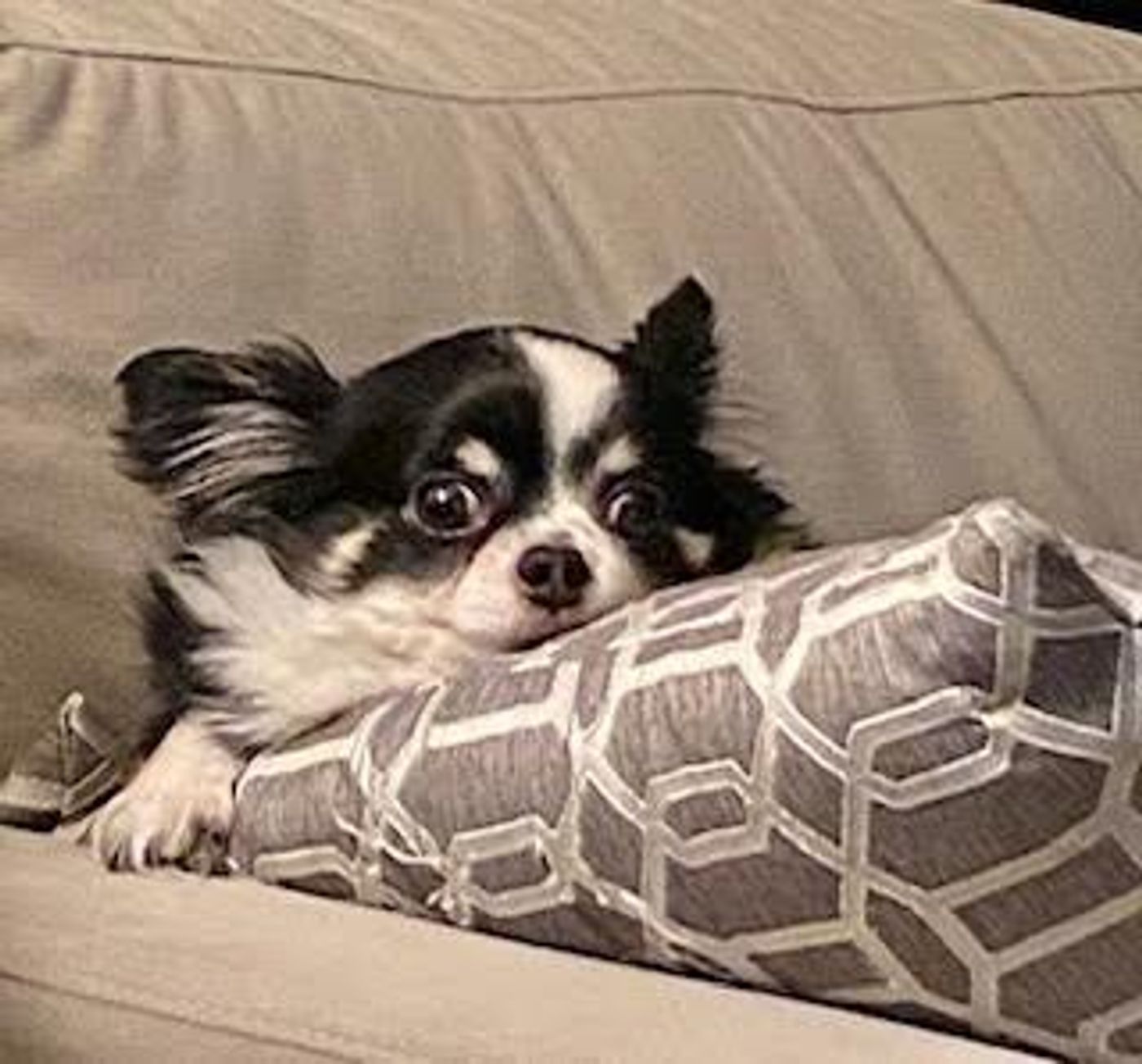 Feature: Cabaret Critters  Image