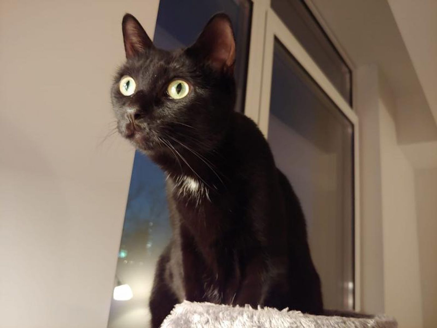 Feature: Cabaret Critters  Image