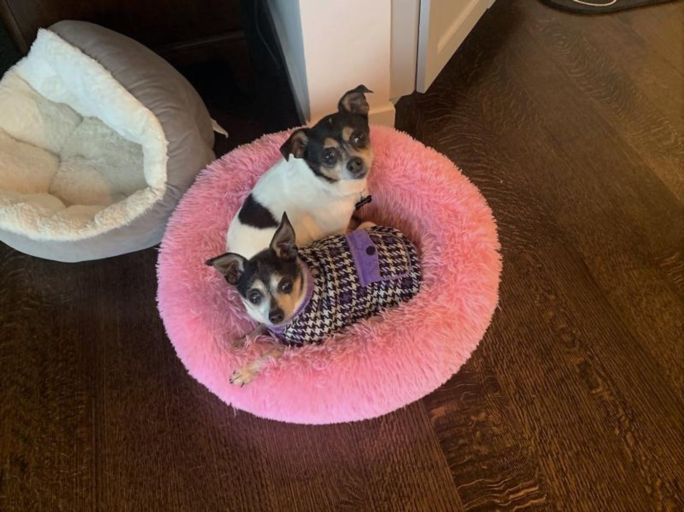 Feature: Cabaret Critters  Image