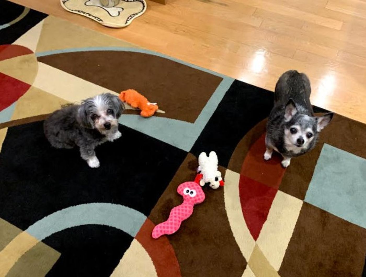 Feature: Cabaret Critters  Image