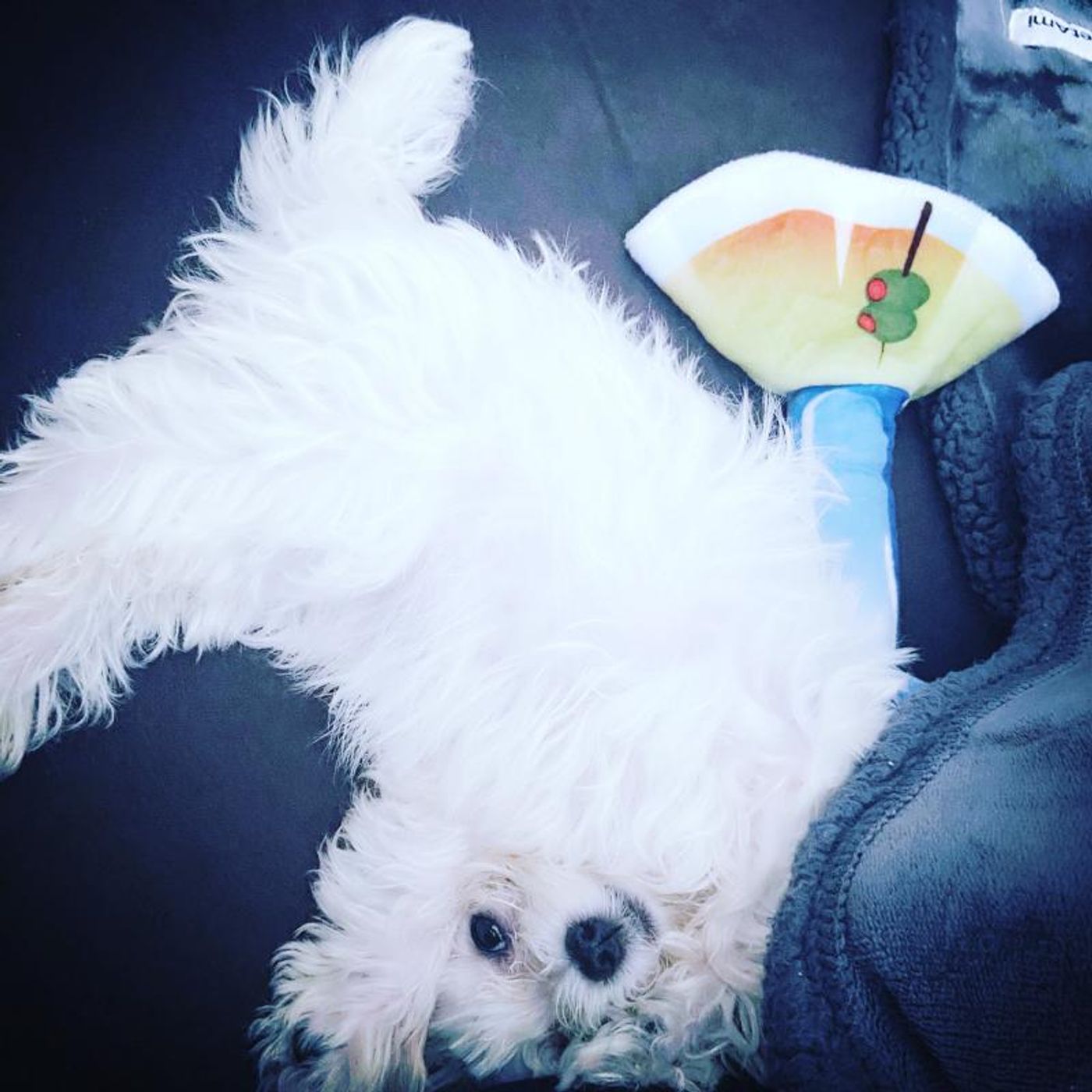 Feature: Cabaret Critters  Image