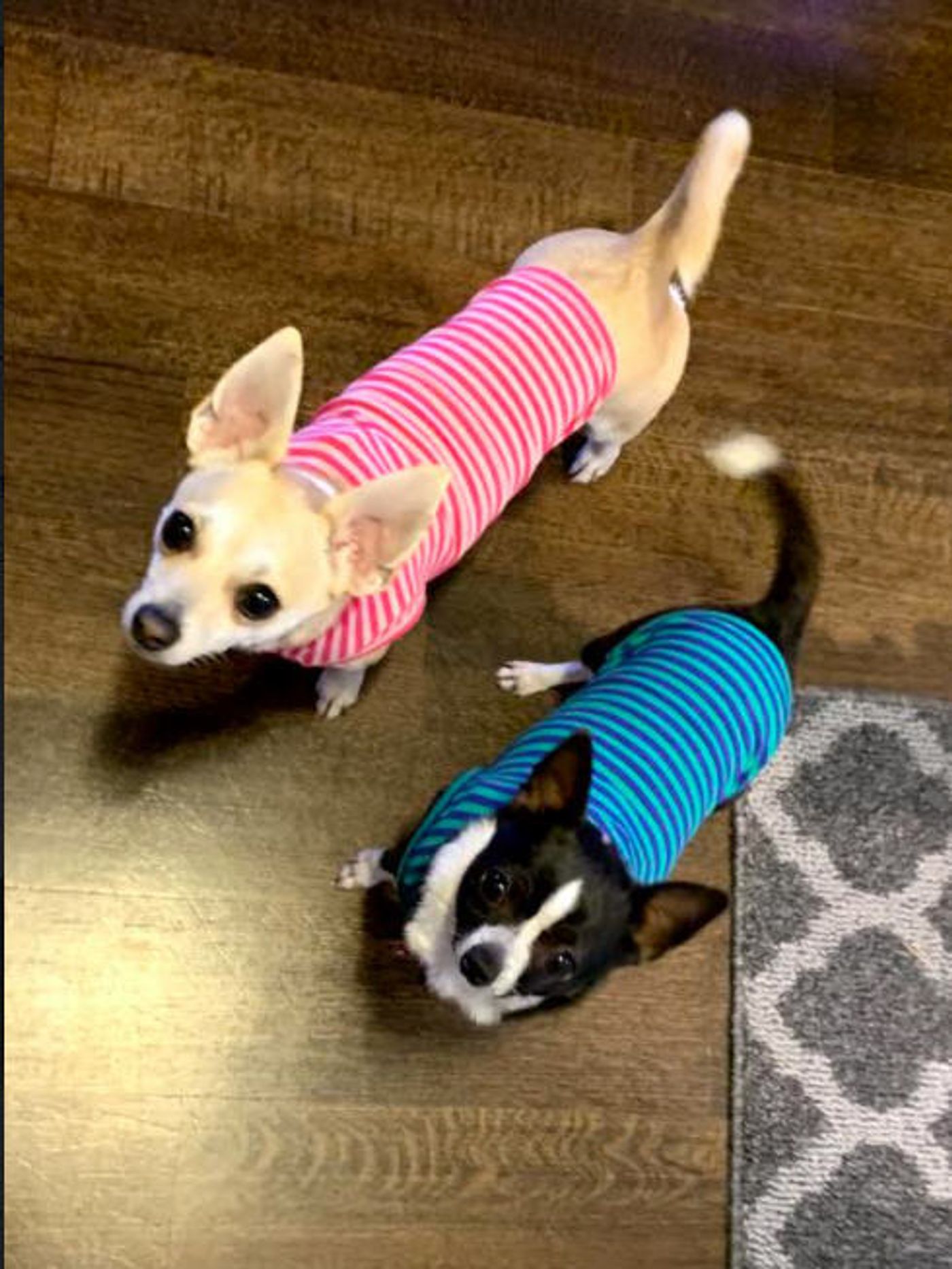 Feature: Cabaret Critters  Image