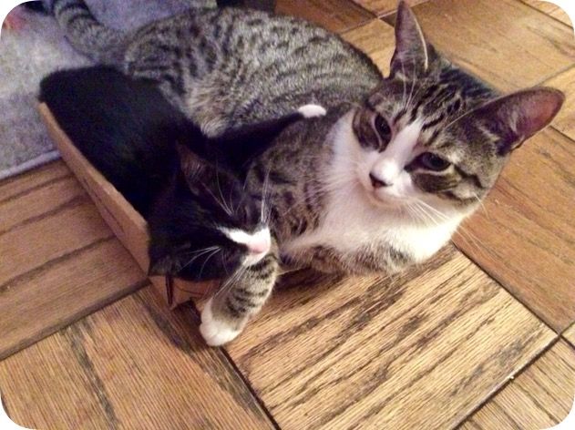 Feature: Cabaret Critters  Image