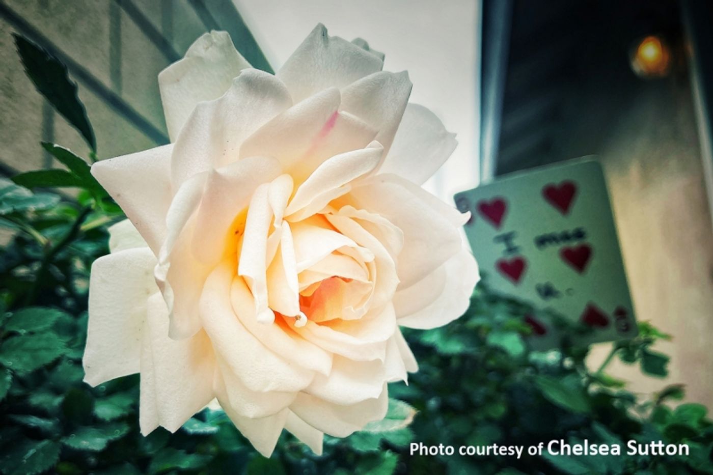 Interview: Chelsea Sutton Reveals The Personal Significance of Creating SPITE & MALICE  Image