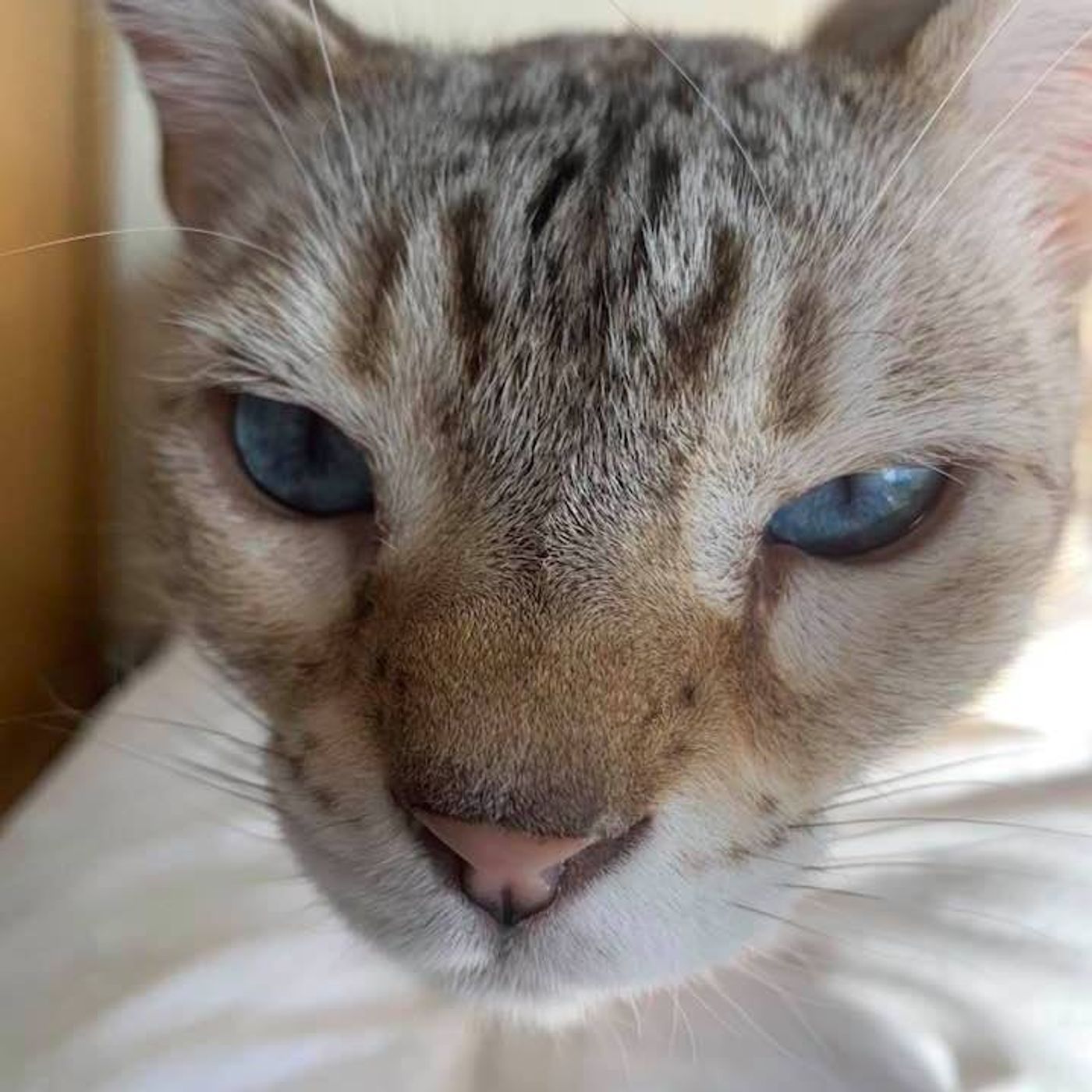 Interview: Lillias White of WE'RE BACK at The Green Room 42, August 12th Through 14th  Image