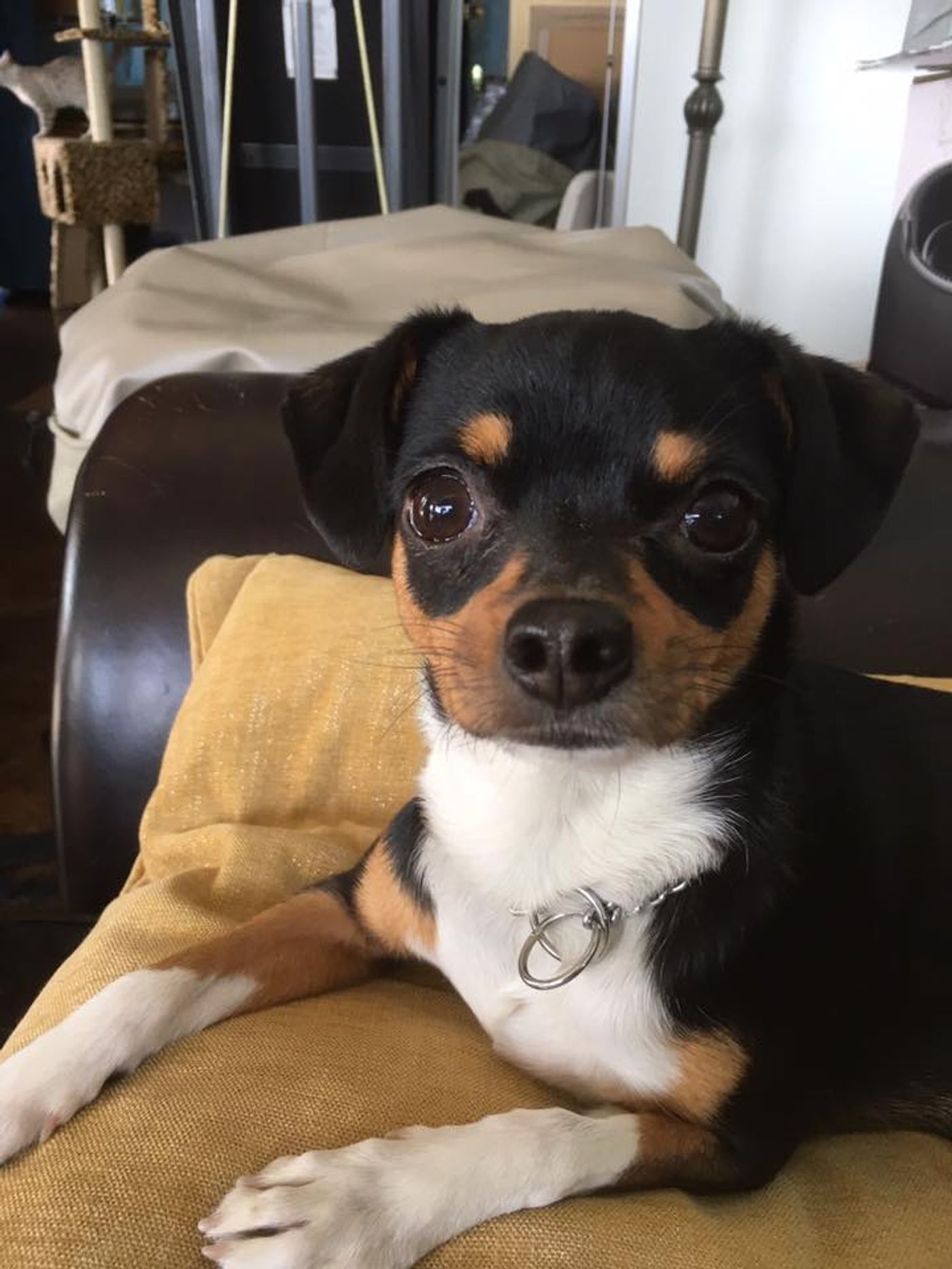 Interview: Lillias White of WE'RE BACK at The Green Room 42, August 12th Through 14th  Image