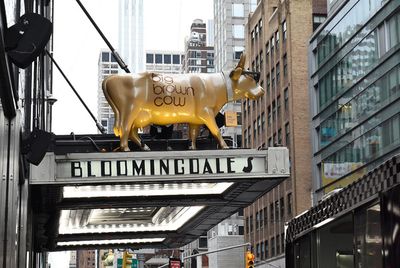 Big Brown Cow  Photo