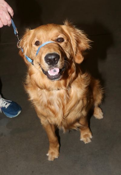 Izzy "The Mayor of The Theater District"  Photo