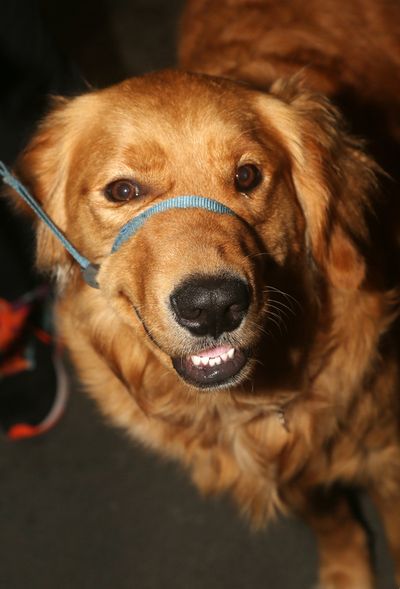 NEW YORK, NEW YORK - OCTOBER 10:  Izzy "The Mayor of The Theater District" poses at t Photo