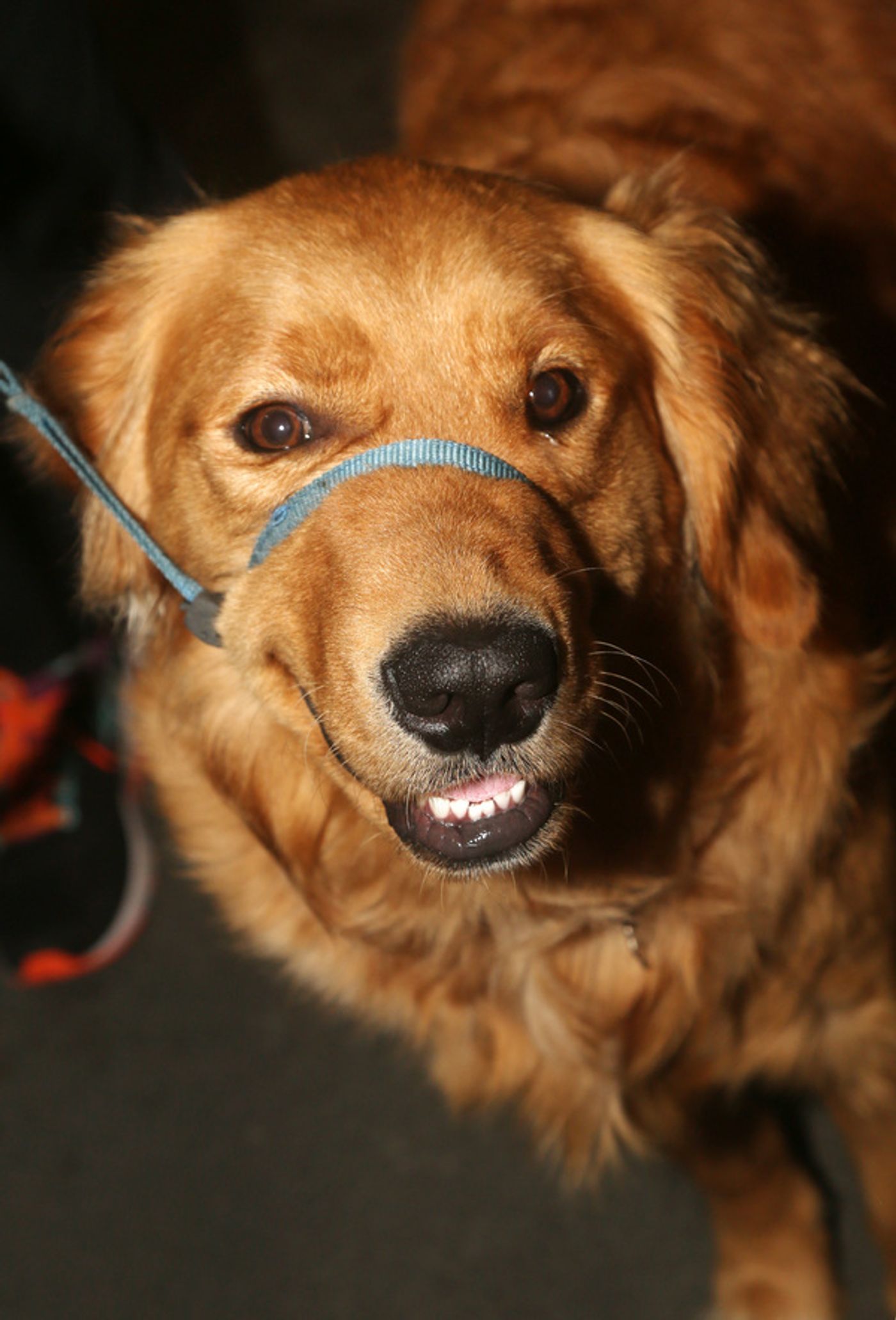 Photos: CHICKEN & BISCUITS Company Celebrates Opening Night  Image