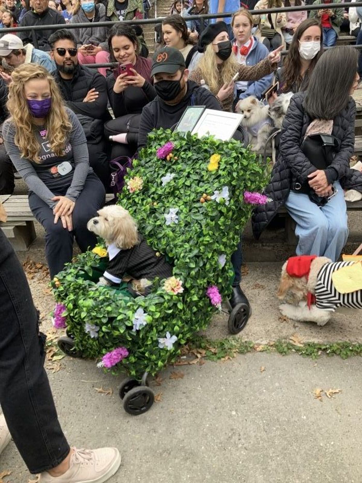 Student Blog: My Favorite NYC Halloween Event, The Halloween Dog Parade  Image