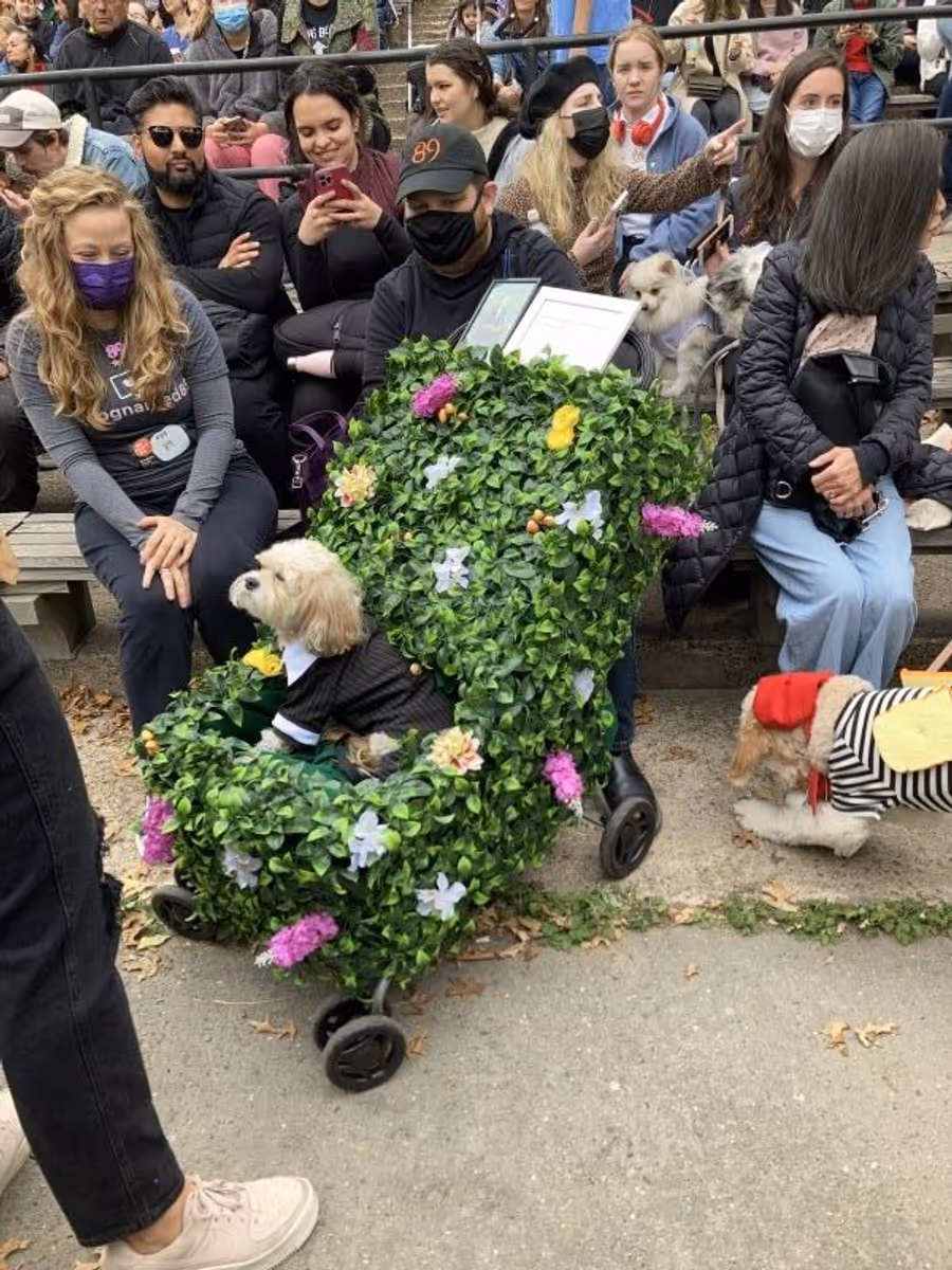 Student Blog: My Favorite NYC Halloween Event, The Halloween Dog Parade Image
