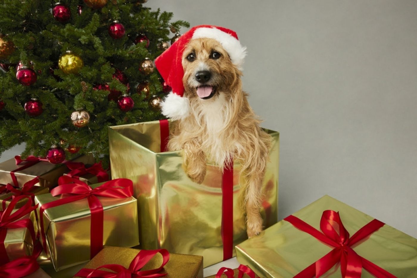 Photos: First Look at the Cast of ANNIE LIVE! in Costume Photos: First Look at the Cast of ANNIE LIVE! in Costume Image