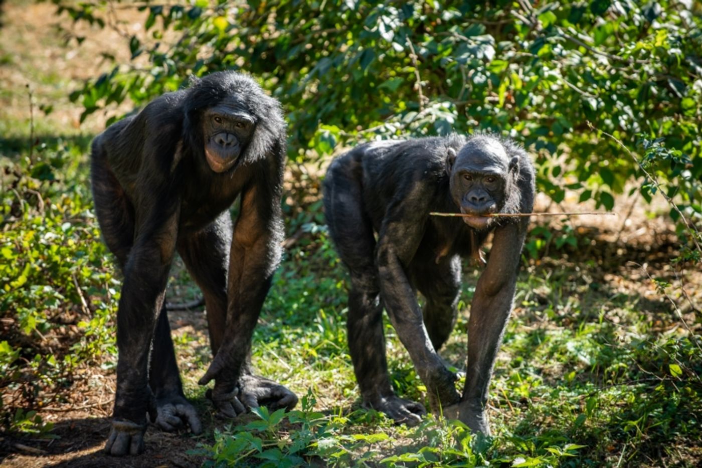 Feature: 'Bonobos to Broadway' - A Special Connection Uniting COME FROM AWAY and the Columbus Zoo  Image