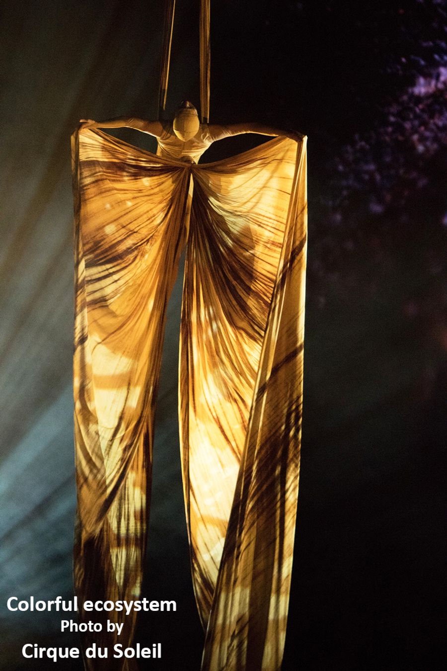 Interview: Cirque du Soleil's Mike Newquist Smoothly Managing the Opening of OVO & Other Relaunches  Image