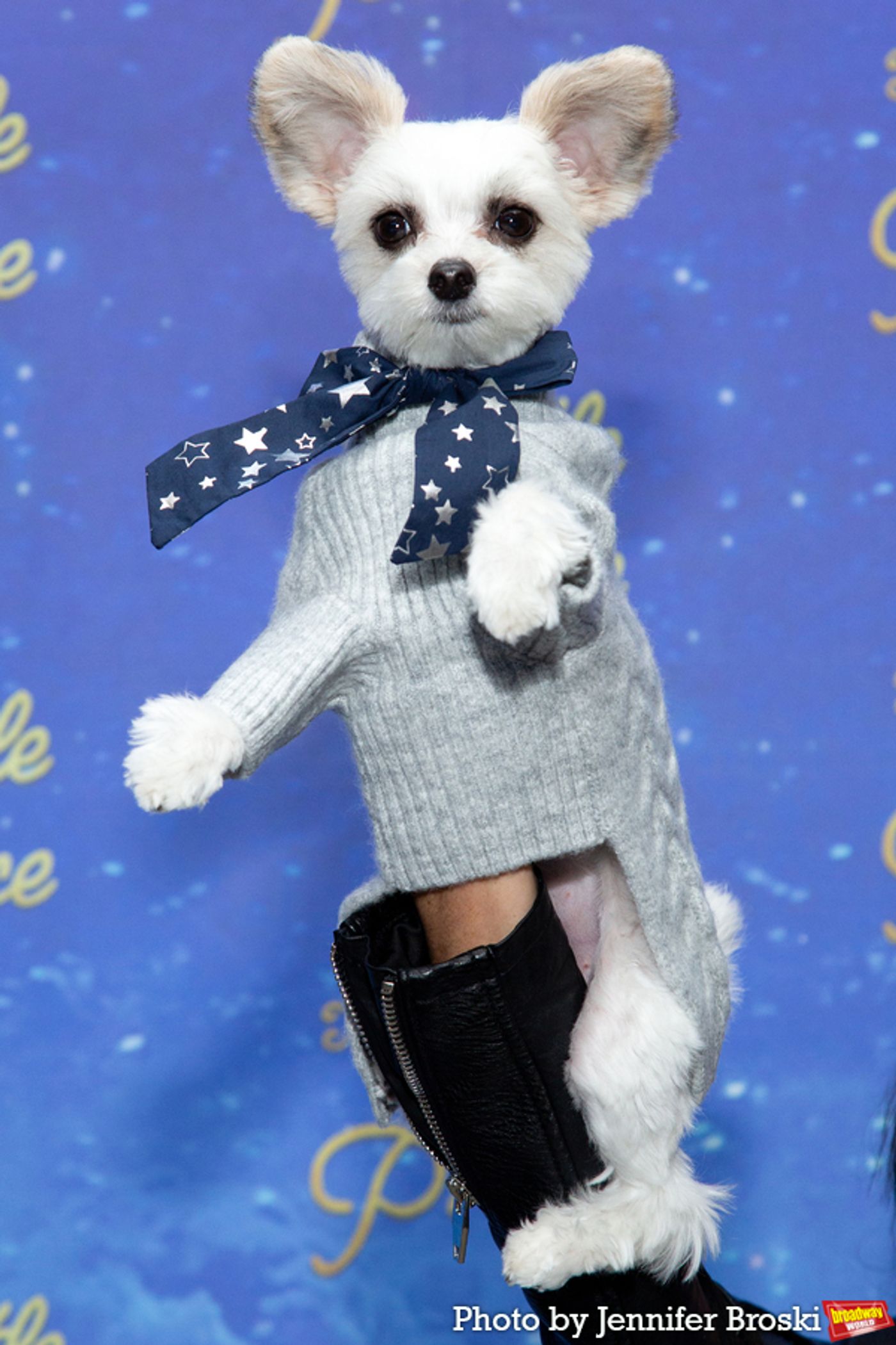 Photos: On the Opening Night Red Carpet For THE LITTLE PRINCE  Image