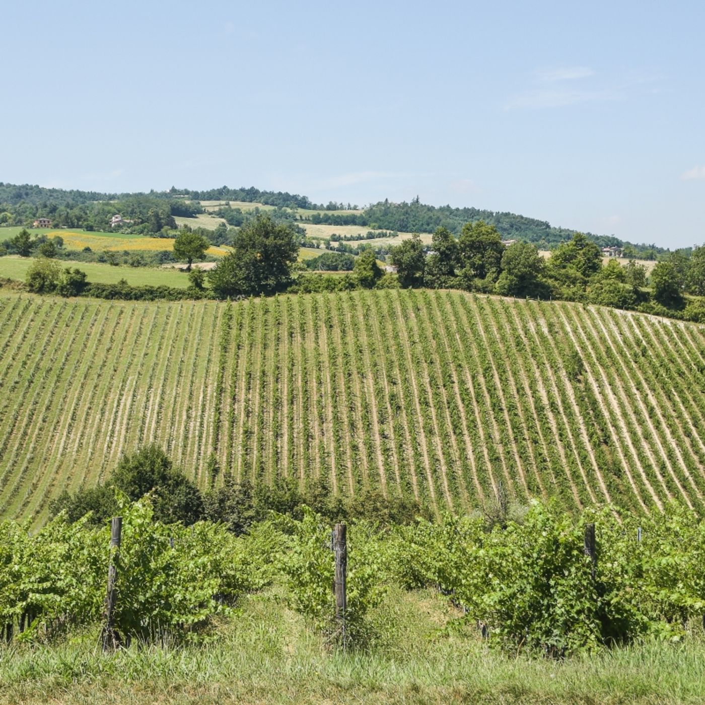 LURETTA Italian Wines – Discover Traditional and New Expressions LURETTA Italian Wines – Discover Traditional and New Expressions Image