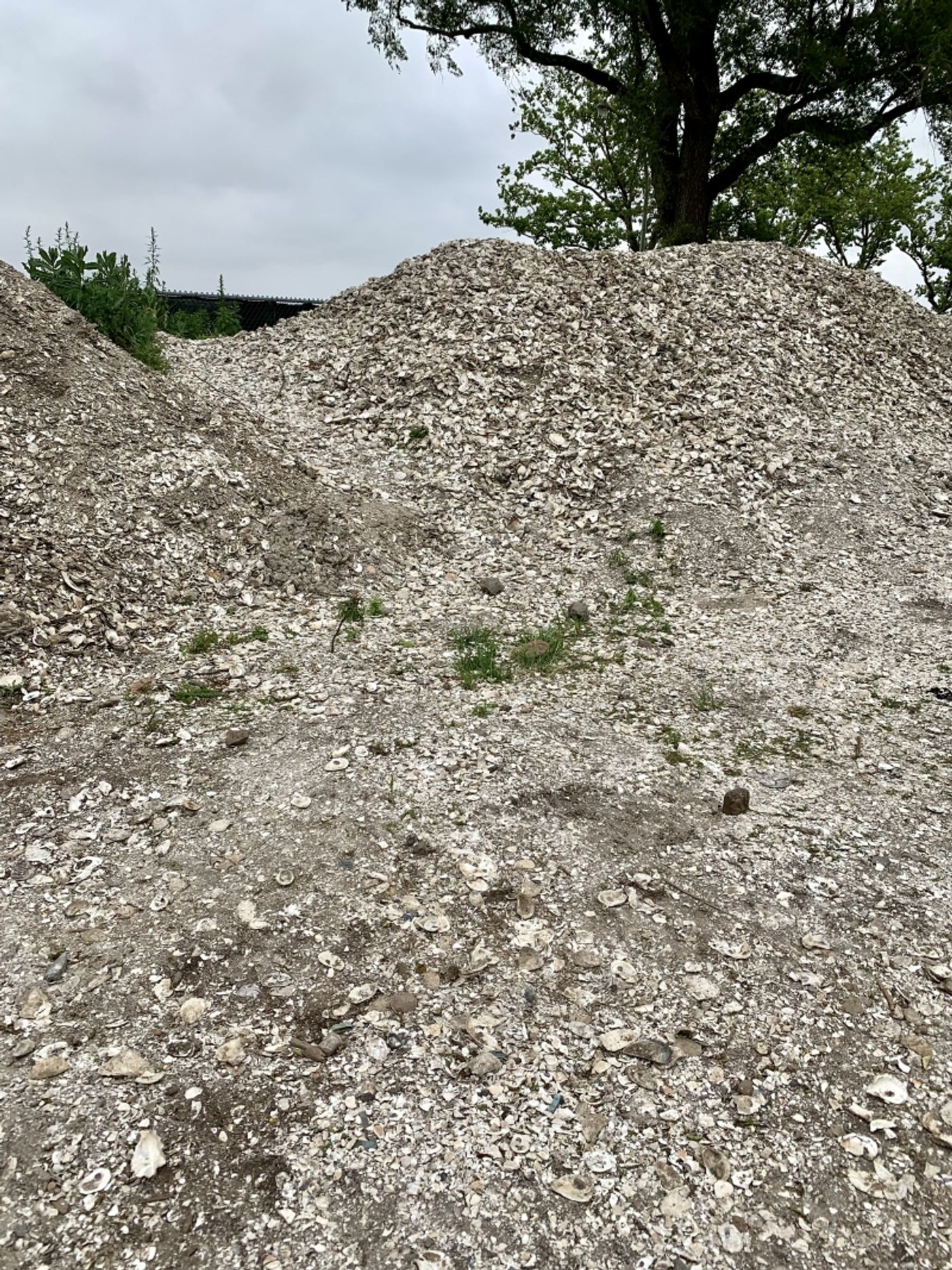 Villa Maria Wine and Billion Oyster Project  Image