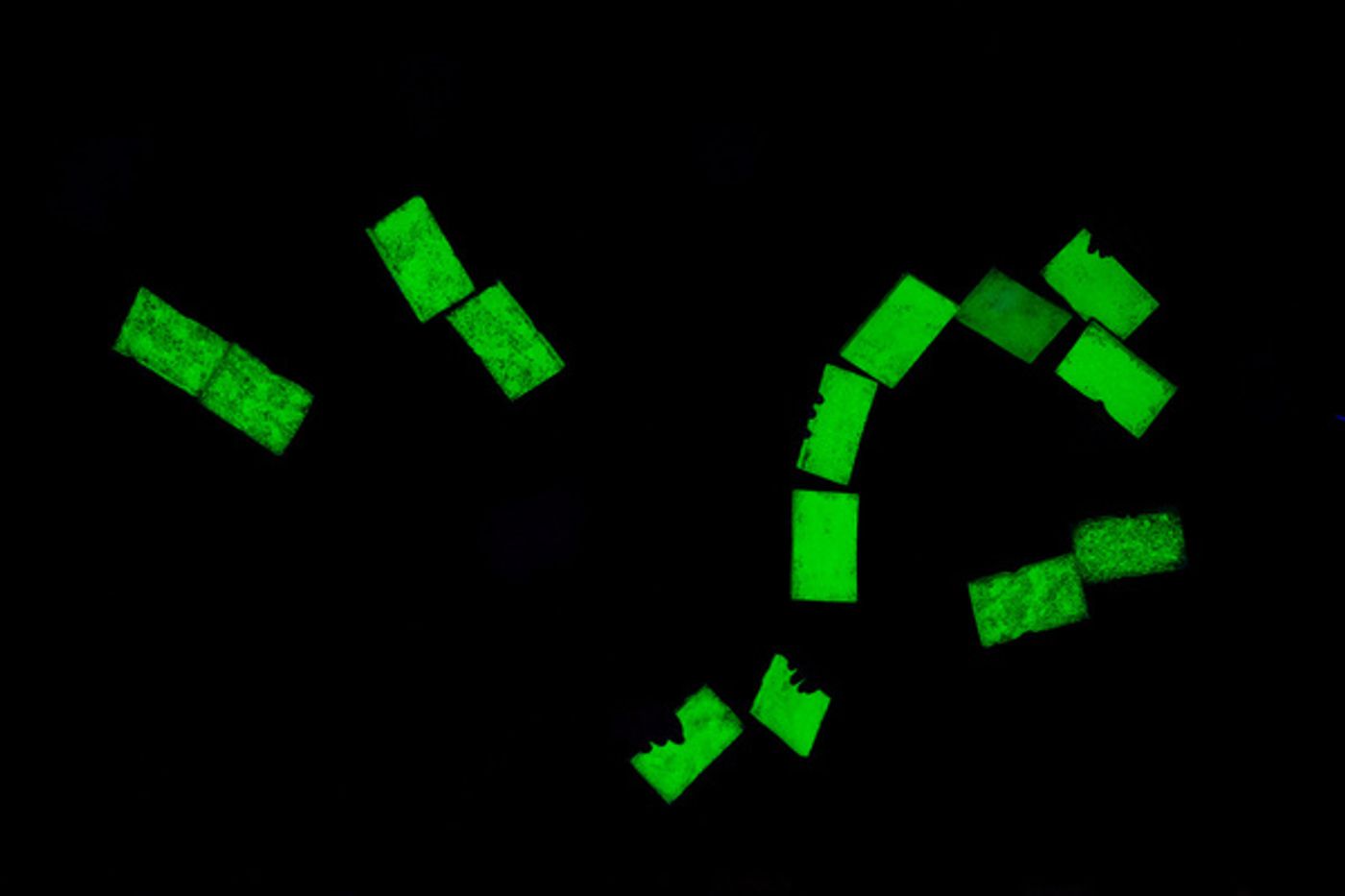 Photos: First Look At THE SPONGEBOB MUSICAL At Victoria Players Children's Theater Photos: First Look At THE SPONGEBOB MUSICAL At Victoria Players Children's Theater Image