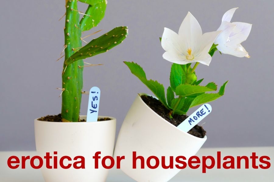 Review: EROTICA FOR HOUSEPLANTS at Mixed Blood Theatre Image