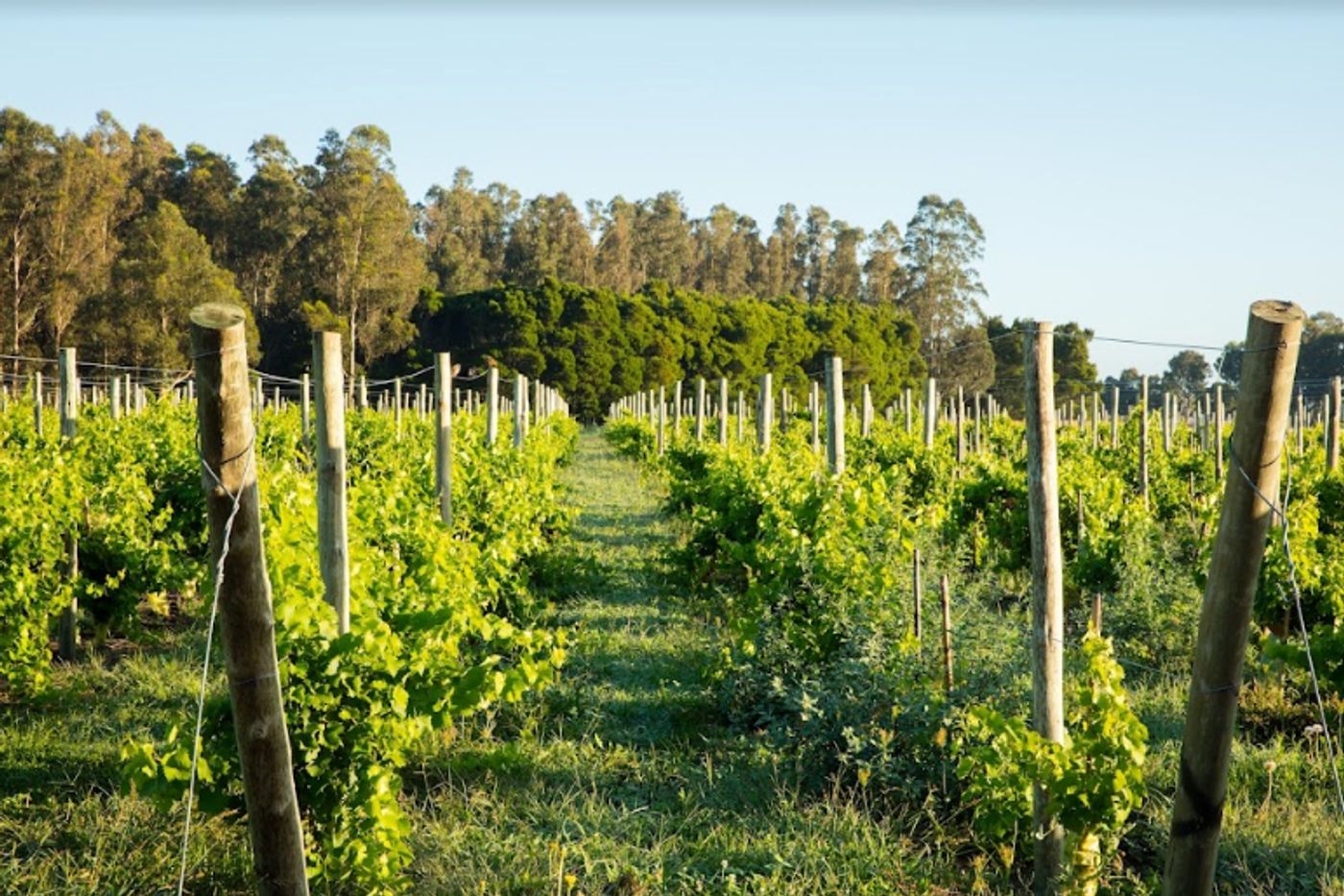 TRAPICHE VINEYARDS Malbec and Cabernet Sauvignon for National Red Wine Day 8/28 TRAPICHE VINEYARDS Malbec and Cabernet Sauvignon for National Red Wine Day 8/28 Image