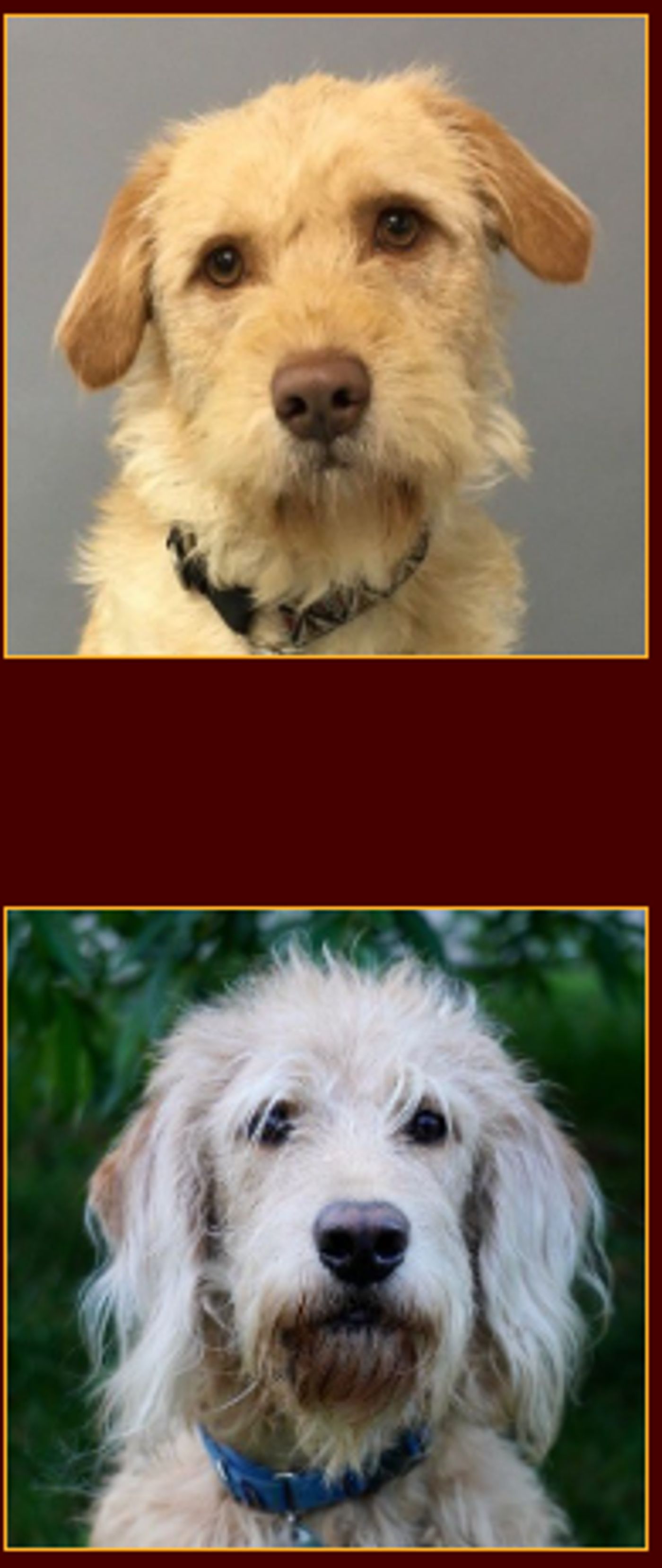 Interview: Bill Berloni Helps Shelter Dogs Become Stars of the Stage in ANNIE at Broadway San Diego  Image