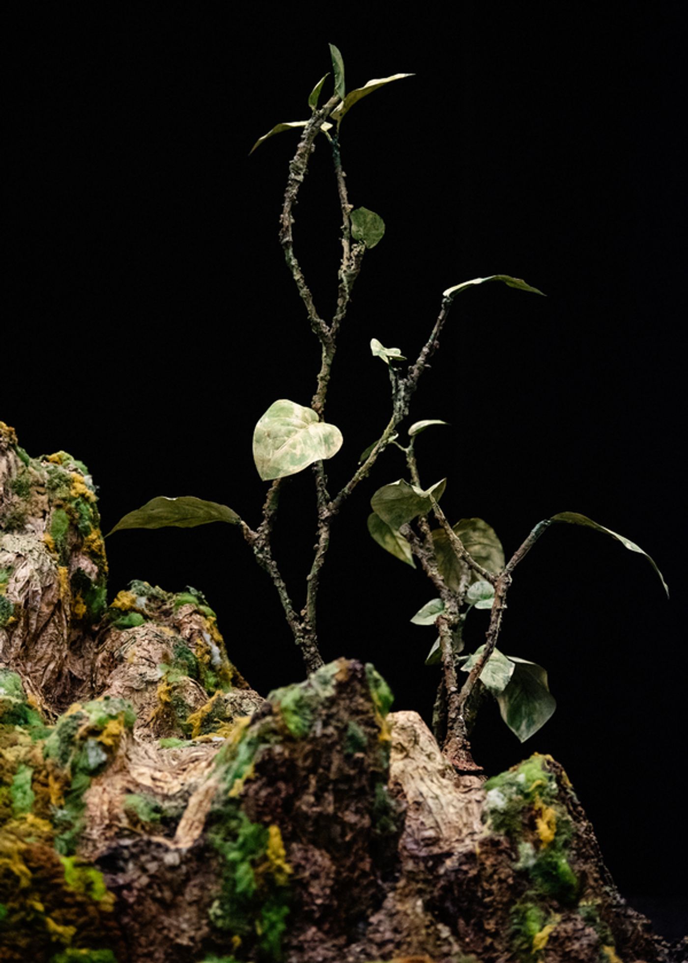 Photos: In Rehearsal for The Royal Opera's New Production Of Dvořák's Timeless Ode To Nature, RUSALKA  Image
