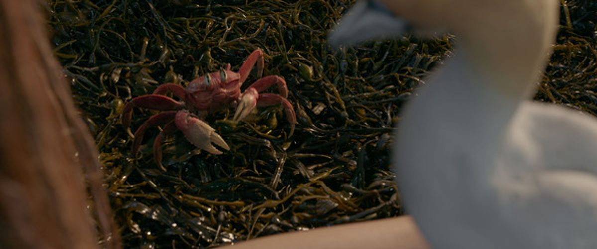 Halle Bailey as Ariel, Sebastian (voiced by Daveed Diggs), and Scuttle (voiced by Awkwafina) at 