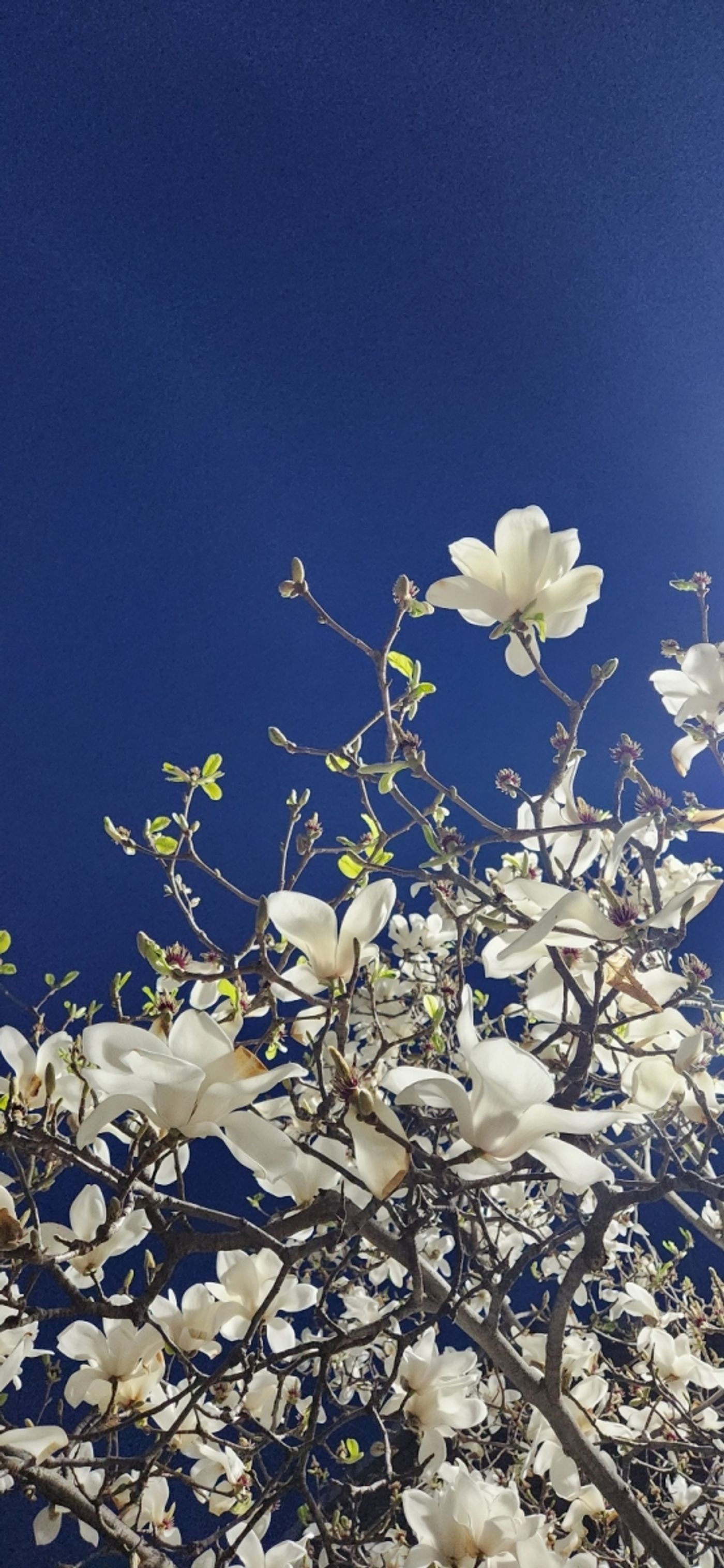 Student Blog: Effective Strategies for Maintaining Academic Integrity  Image